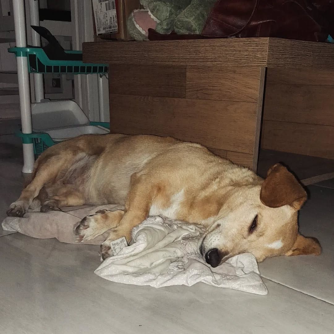 Post 6 by Meg, the blonde dach !! on Instagram (image)