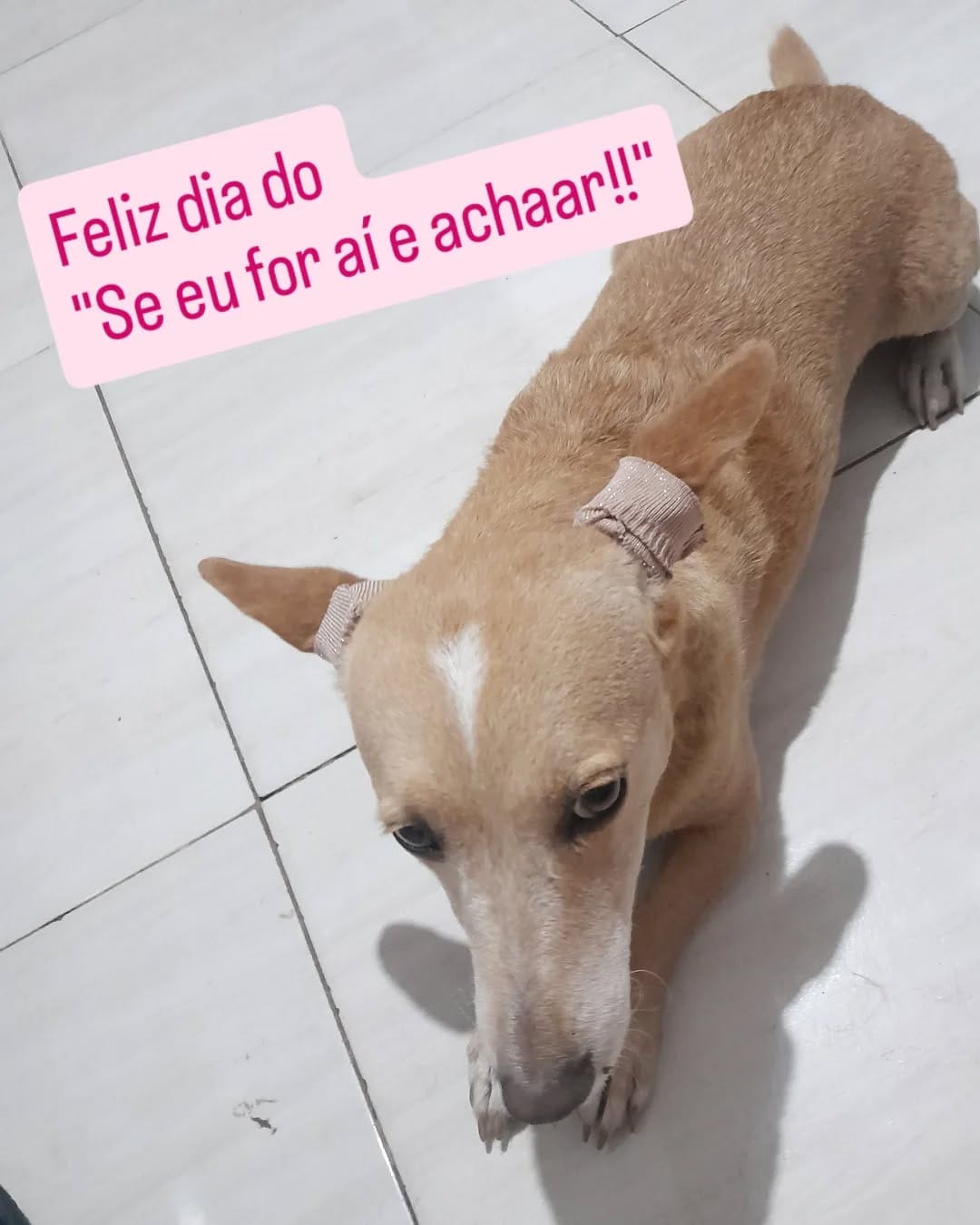 Post 3 by Meg, the blonde dach !! on Instagram (image)