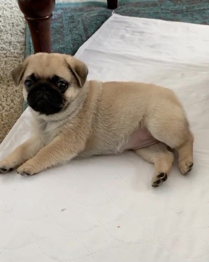 Post 1 by Miss Peaches 🍑 on Instagram (video)