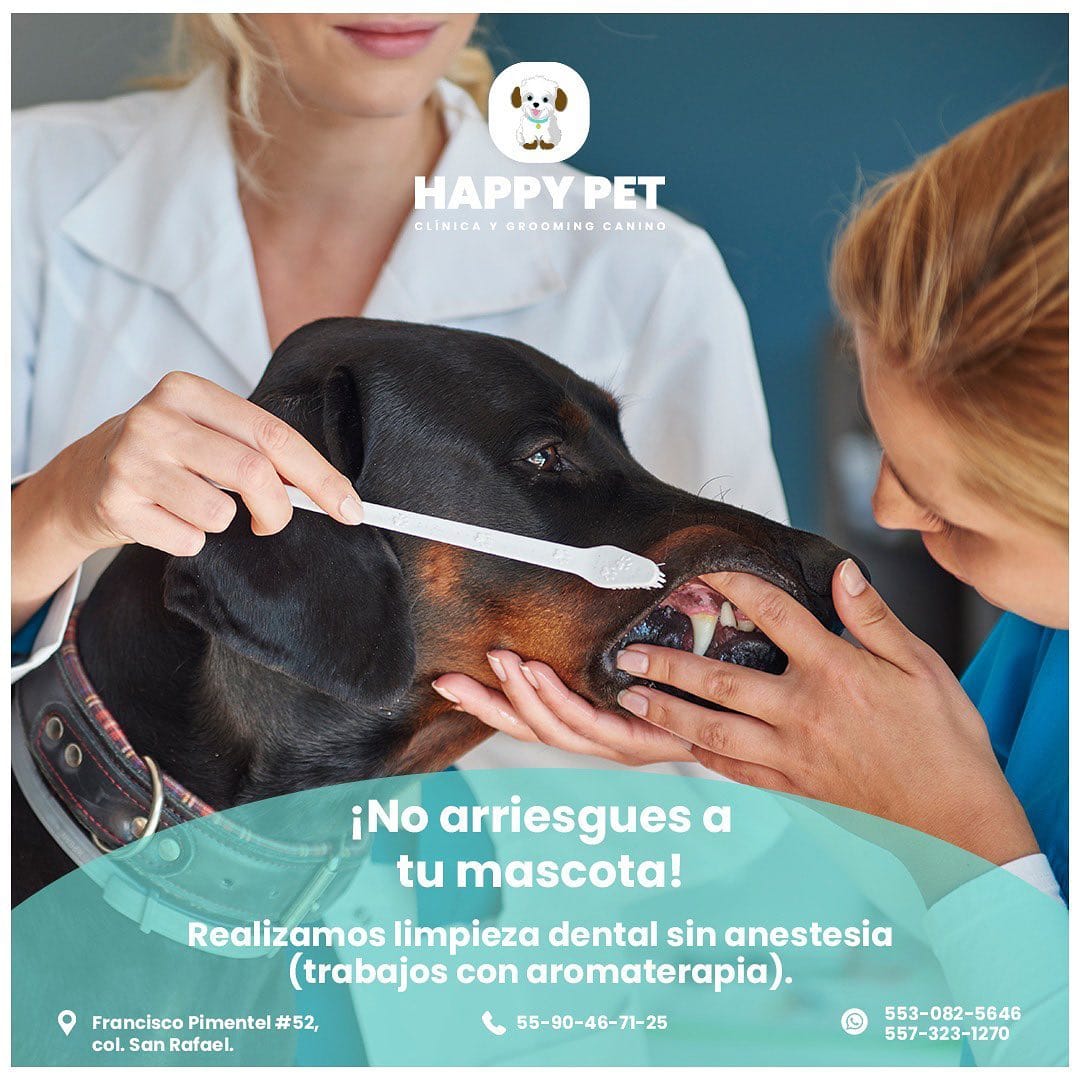 Post 10 by Happypetmexico on Instagram (image)