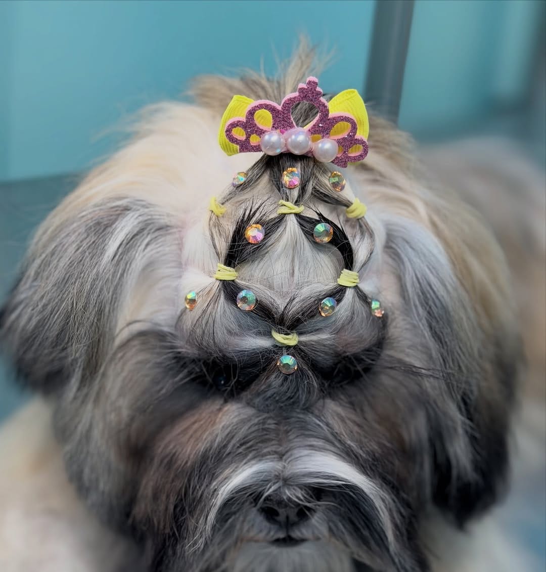 Post 3 by Happypetmexico on Instagram (carousel)