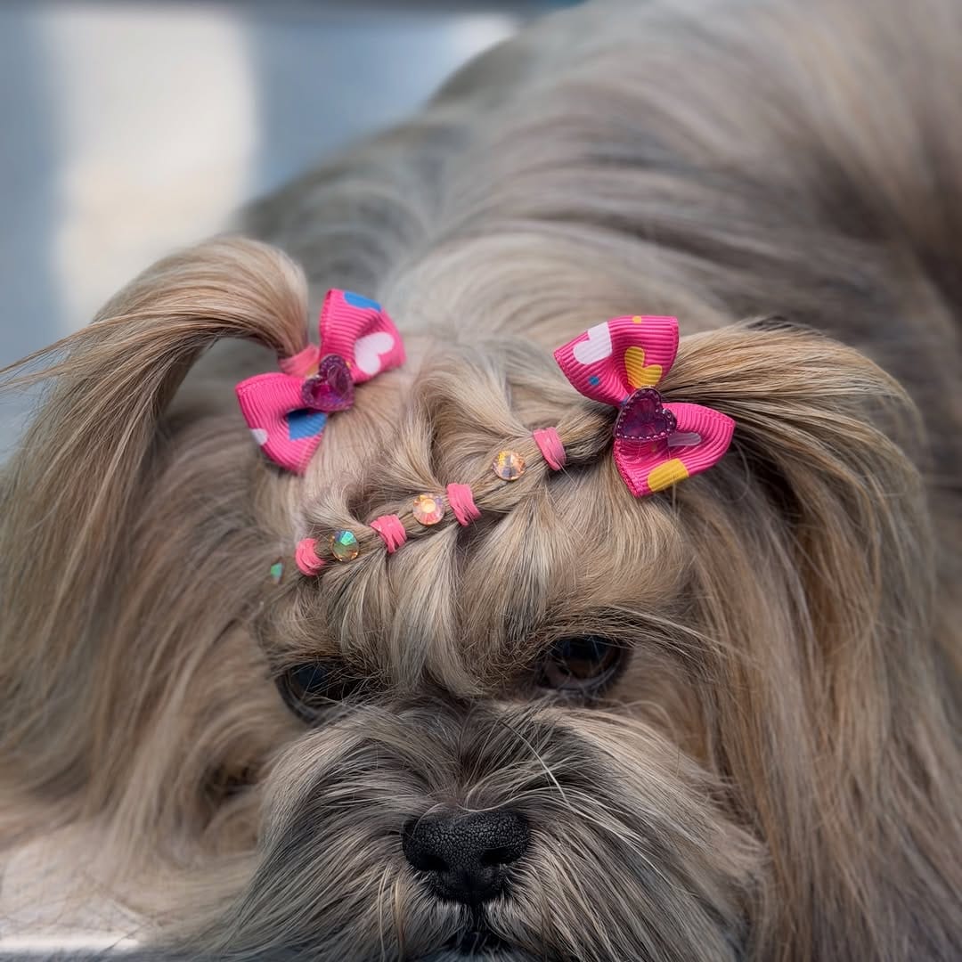 Post 4 by Happypetmexico on Instagram (carousel)