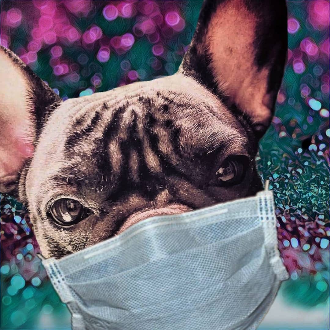 Post 1 by Nebulafrenchie 🐾 on Instagram (image)