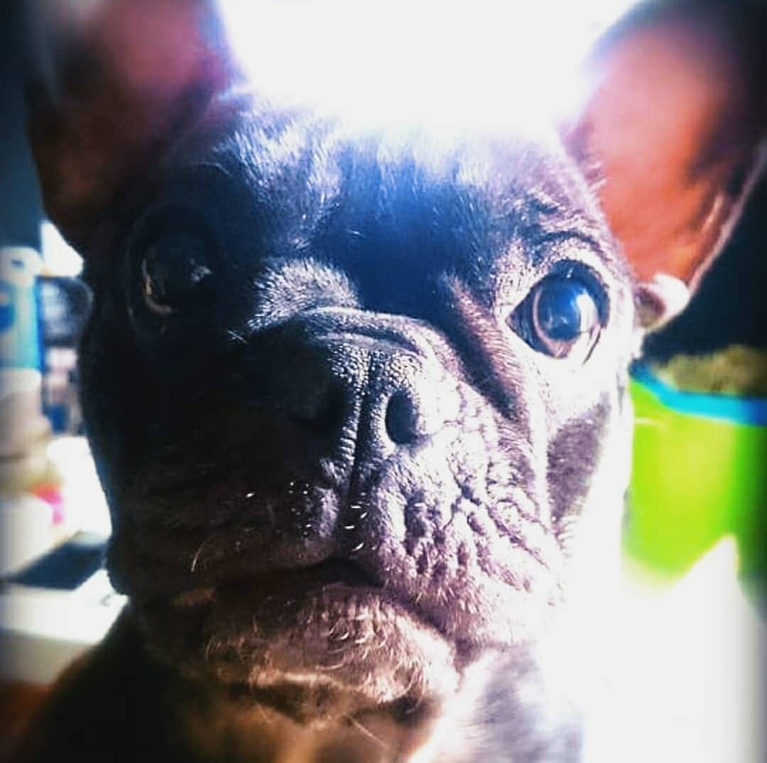 Post 7 by Nebulafrenchie 🐾 on Instagram (image)