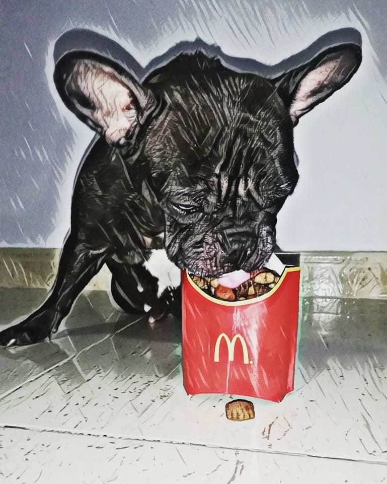 Post 10 by Nebulafrenchie 🐾 on Instagram (image)