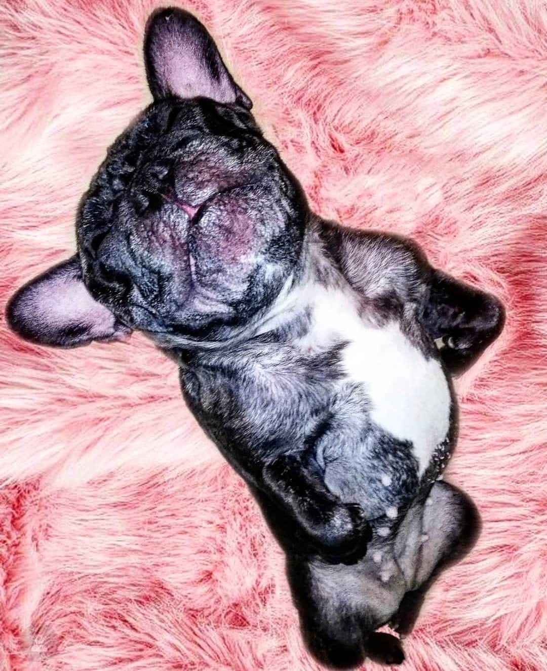 Post 5 by Nebulafrenchie 🐾 on Instagram (image)