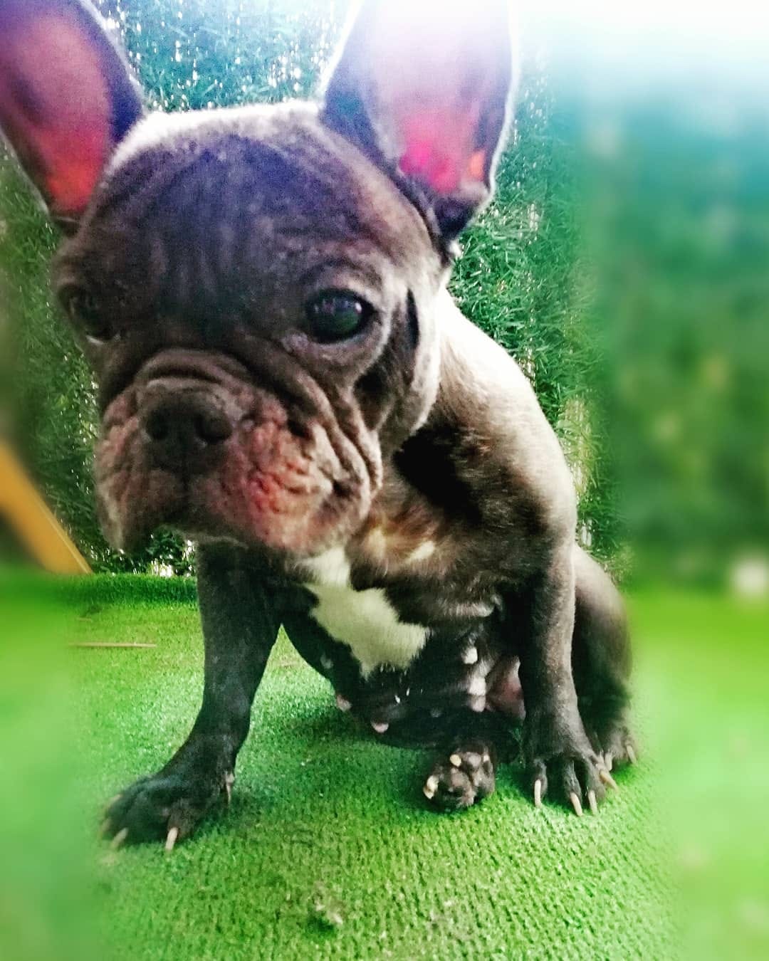 Post 8 by Nebulafrenchie 🐾 on Instagram (image)