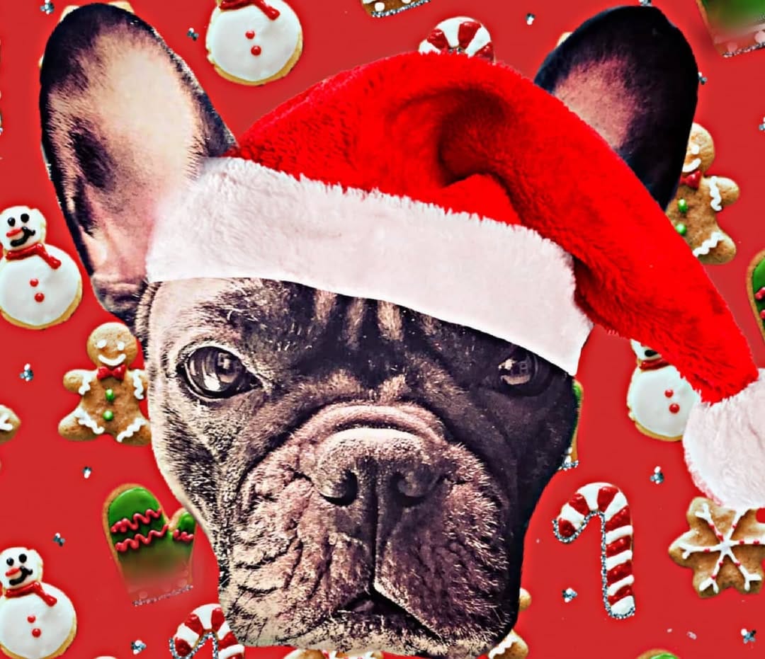 Post 2 by Nebulafrenchie 🐾 on Instagram (image)