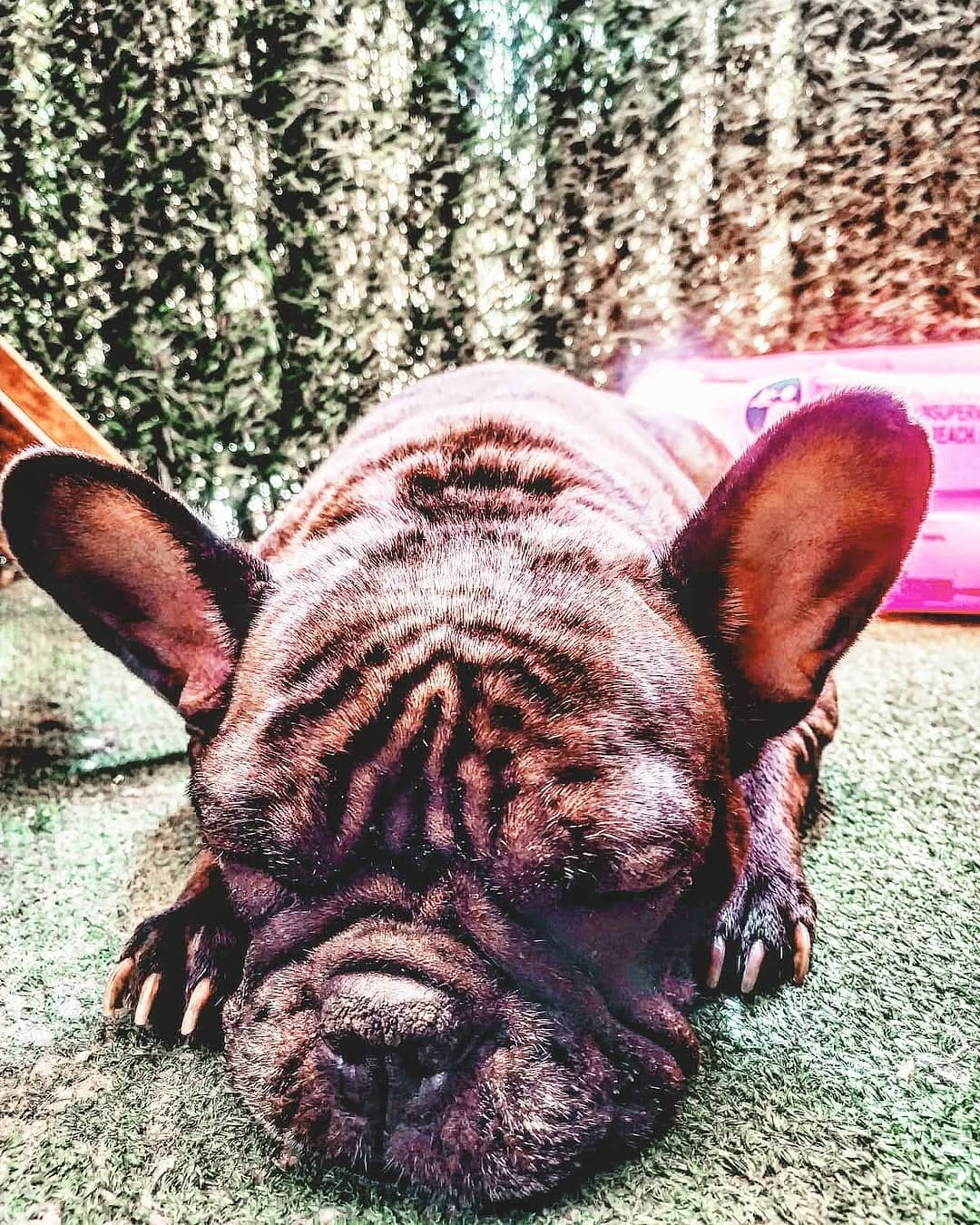 Post 6 by Nebulafrenchie 🐾 on Instagram (image)