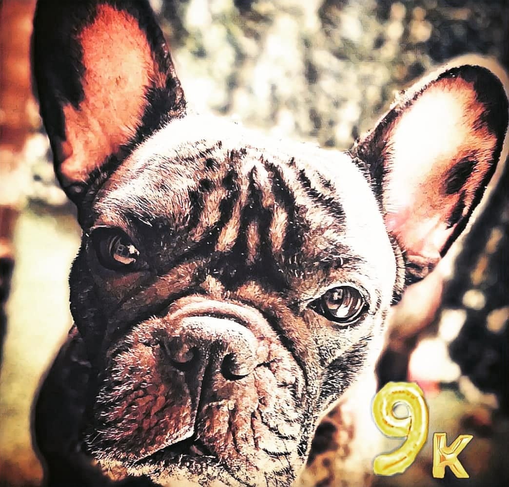 Post 9 by Nebulafrenchie 🐾 on Instagram (image)