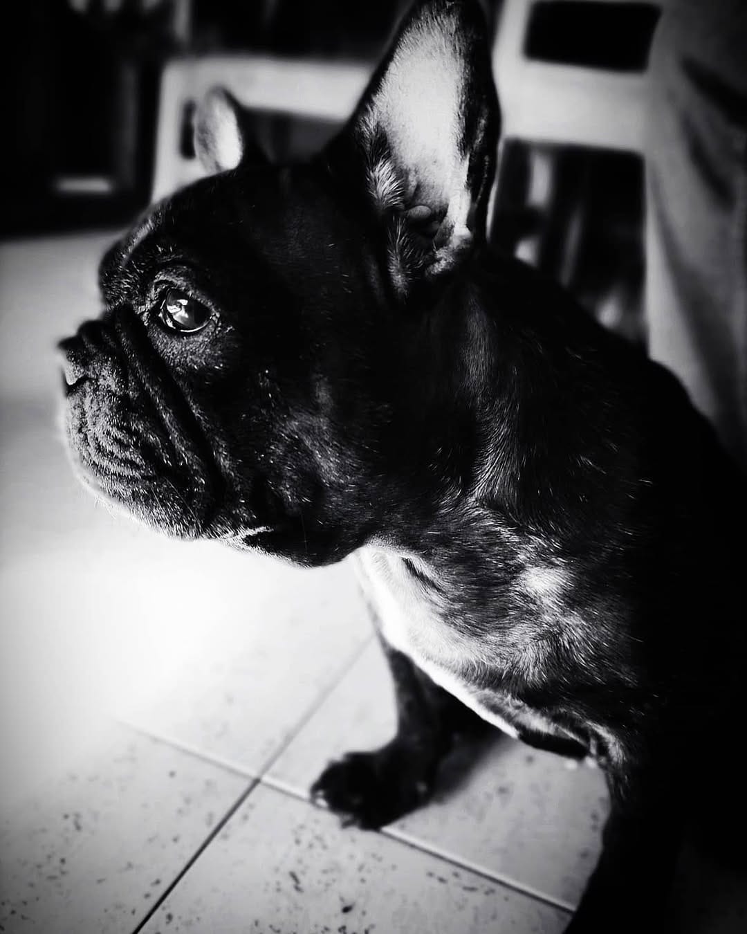 Post 3 by Nebulafrenchie 🐾 on Instagram (image)