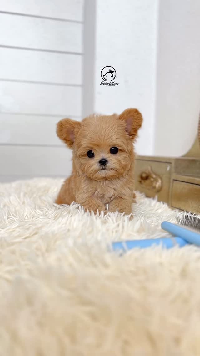 Post 6 by (주)더몽코리아 베이비몽 on Instagram (video)