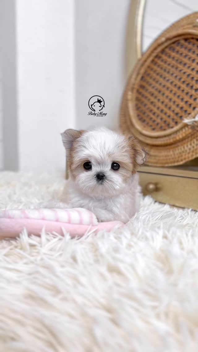 Post 3 by (주)더몽코리아 베이비몽 on Instagram (video)