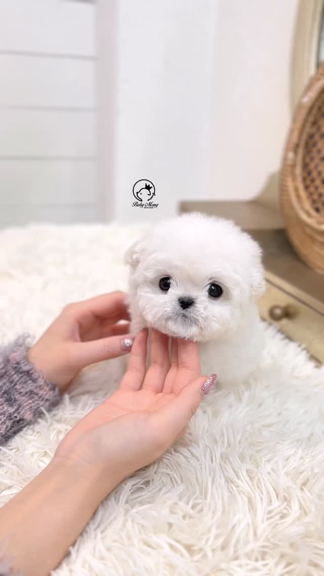 Post 7 by (주)더몽코리아 베이비몽 on Instagram (video)