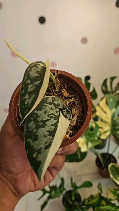 Post 6 by Plants For Less on Instagram (video)