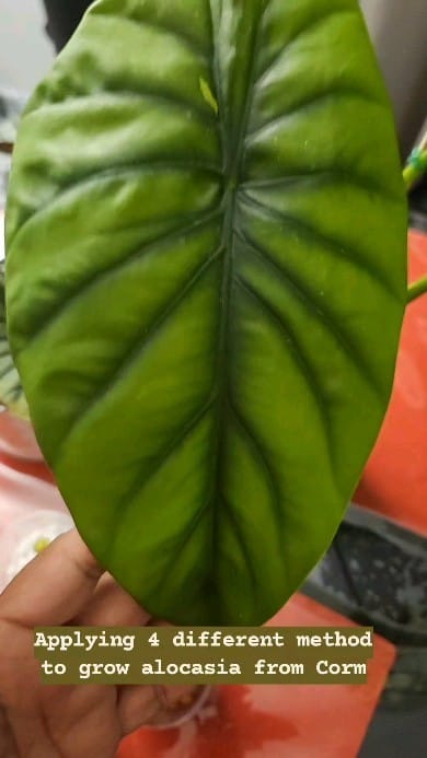 Post 7 by Plants For Less on Instagram (video)