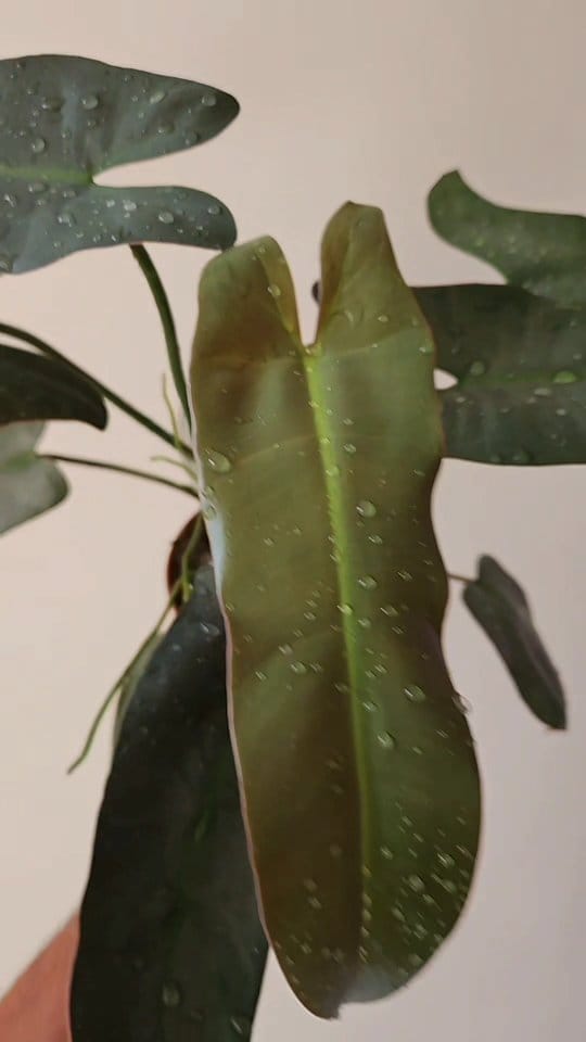 Post 2 by Plants For Less on Instagram (video)