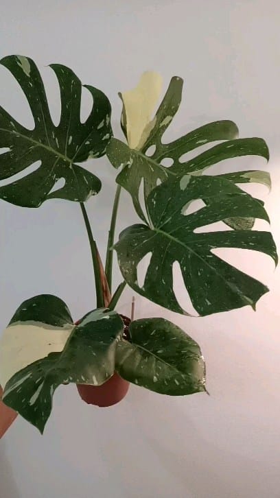 Post 10 by Plants For Less on Instagram (video)