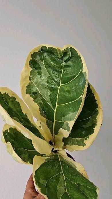 Post 5 by Plants For Less on Instagram (video)