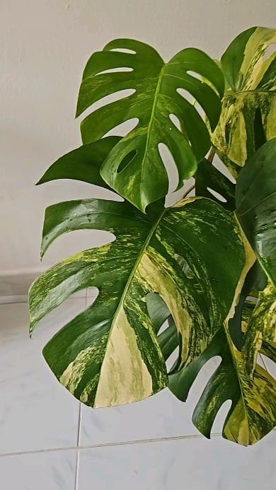 Post 4 by Plants For Less on Instagram (video)
