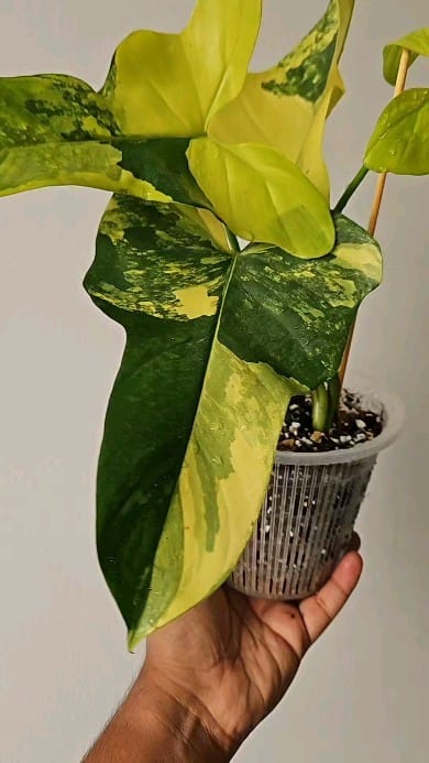Post 8 by Plants For Less on Instagram (video)