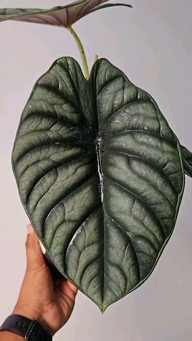 Post 9 by Plants For Less on Instagram (video)