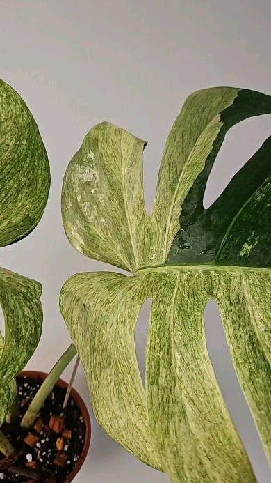 Post 3 by Plants For Less on Instagram (video)