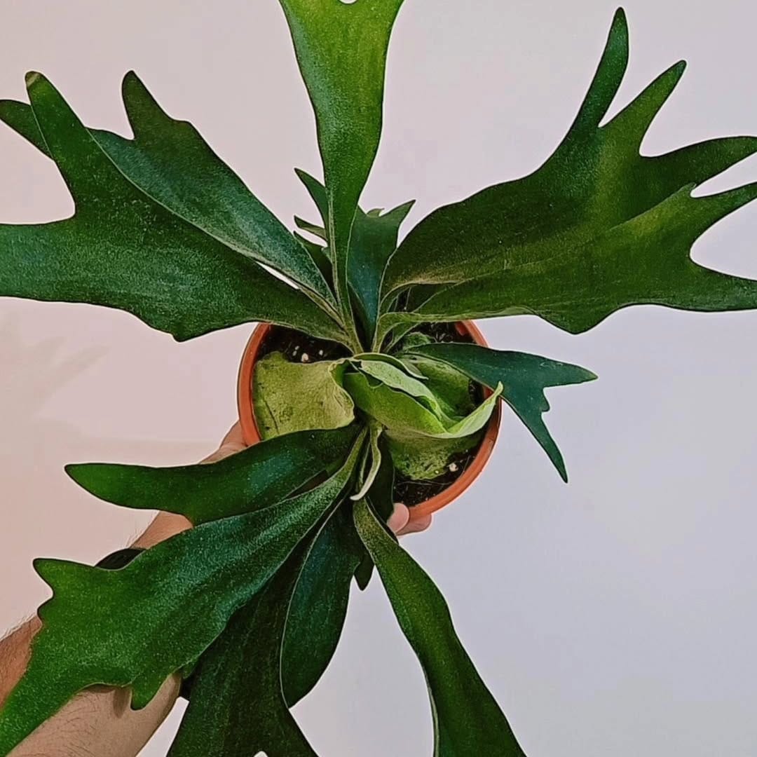 Post 1 by Plants For Less on Instagram (image)