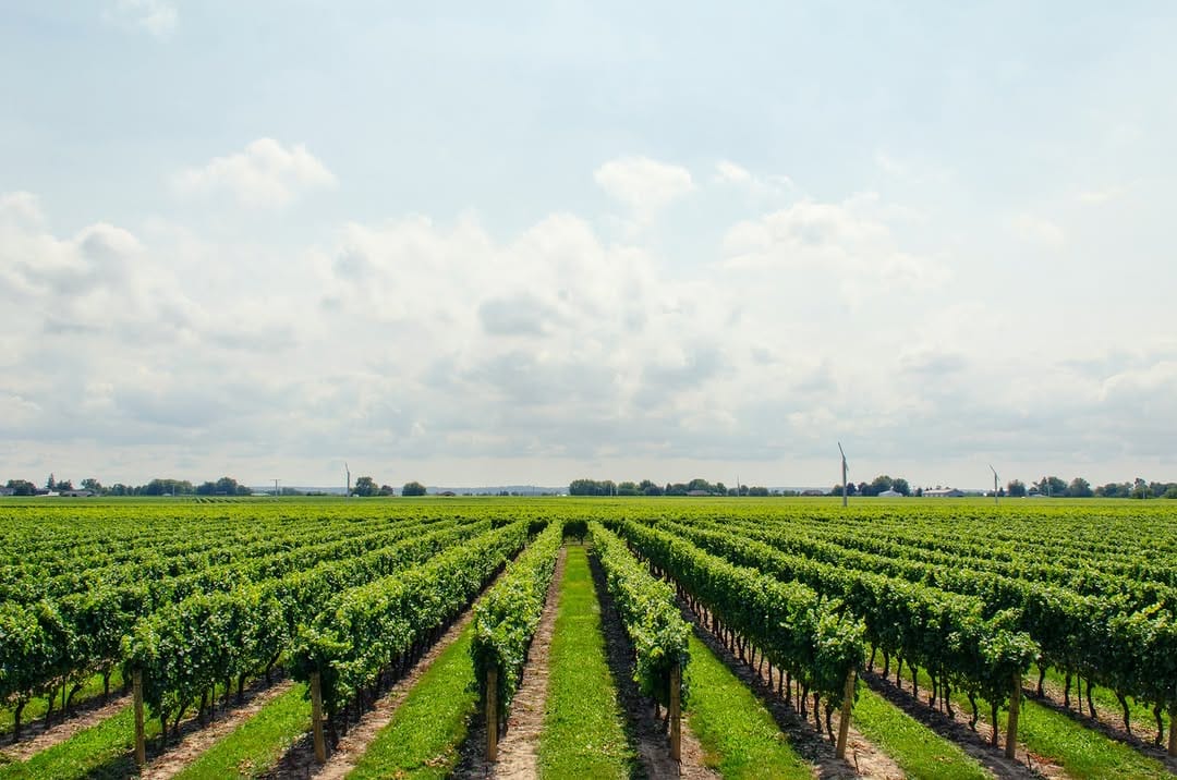 Post 3 by Shelved Wine on Instagram (image)