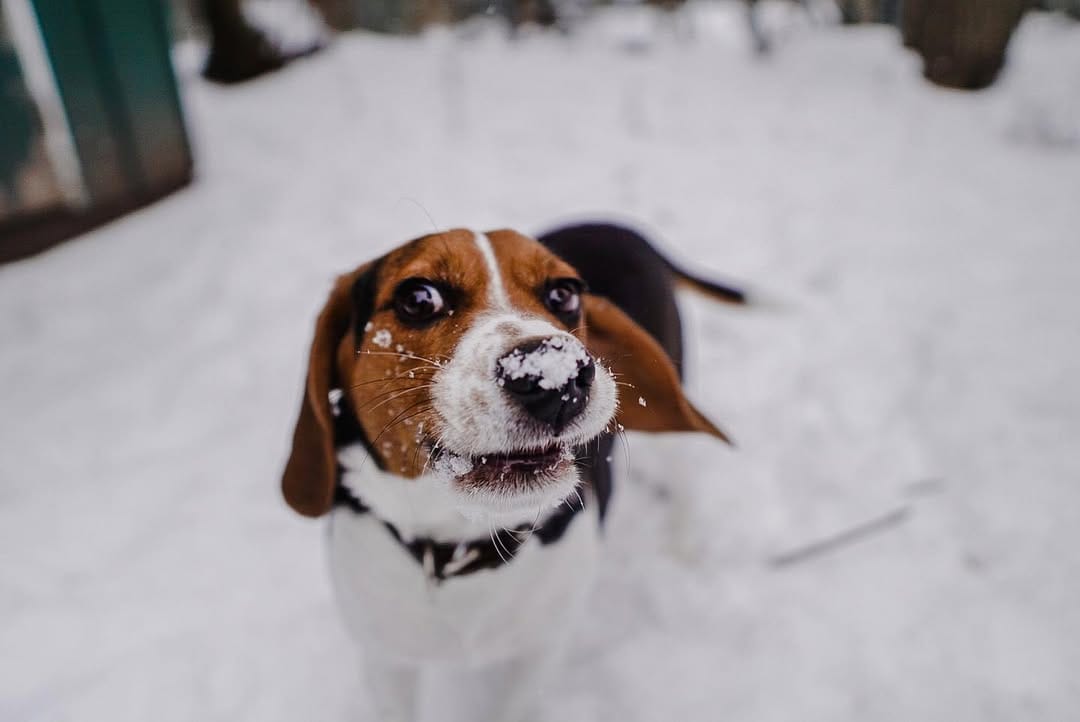 Post 9 by Mr Miyagi the beagle on Instagram (image)
