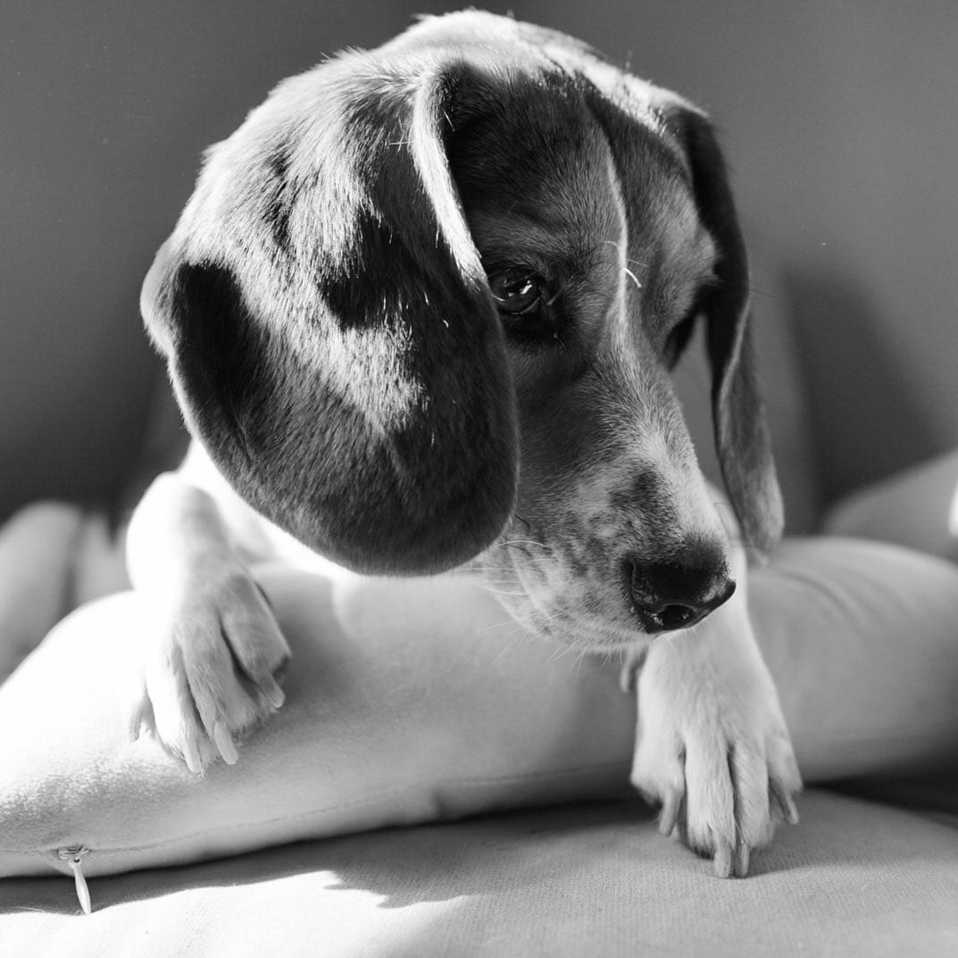 Post 10 by Mr Miyagi the beagle on Instagram (image)