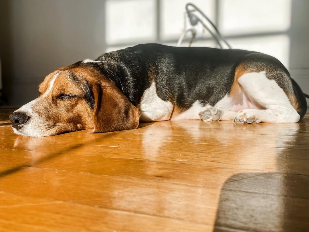 Post 4 by Mr Miyagi the beagle on Instagram (image)