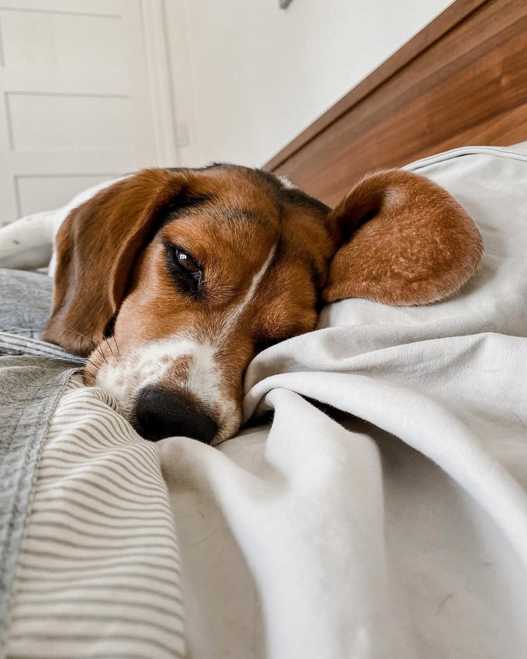 Post 2 by Mr Miyagi the beagle on Instagram (image)