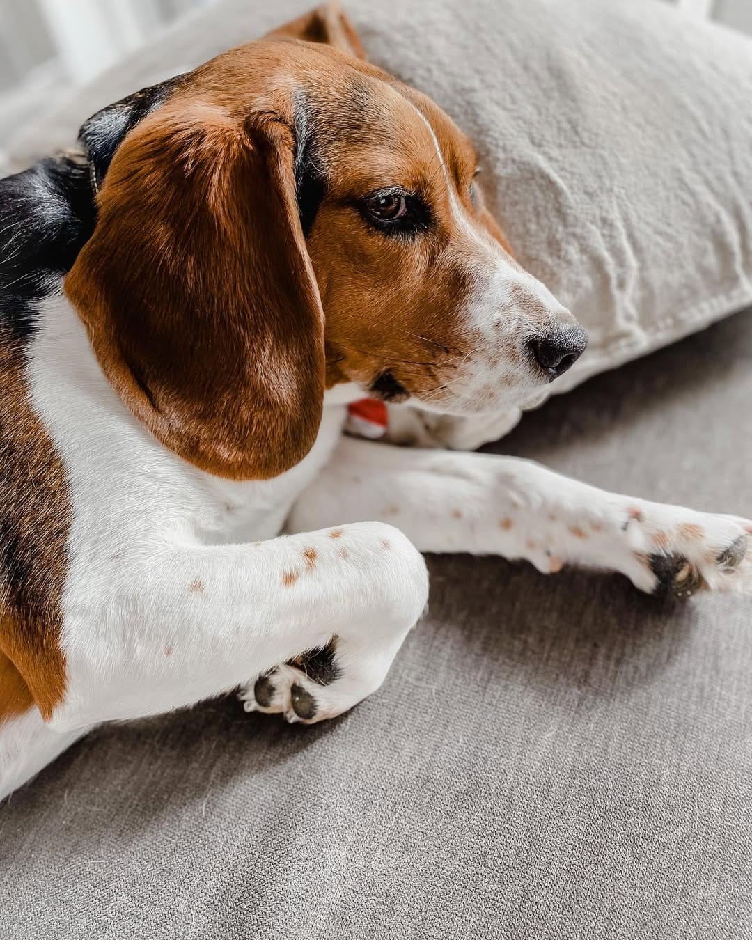 Post 1 by Mr Miyagi the beagle on Instagram (image)