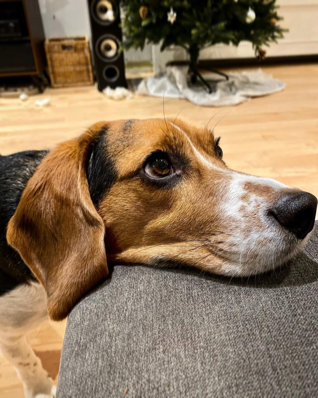Post 6 by Mr Miyagi the beagle on Instagram (image)
