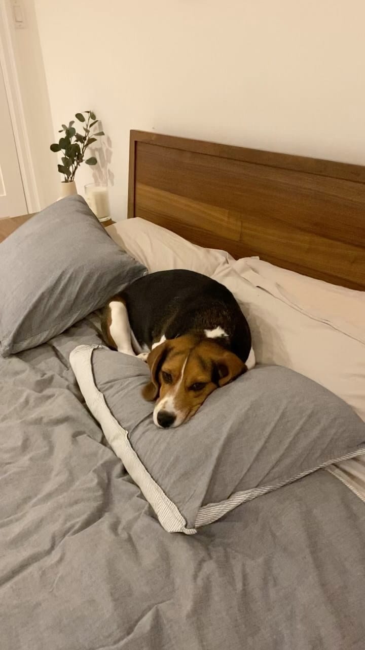 Post 5 by Mr Miyagi the beagle on Instagram (video)