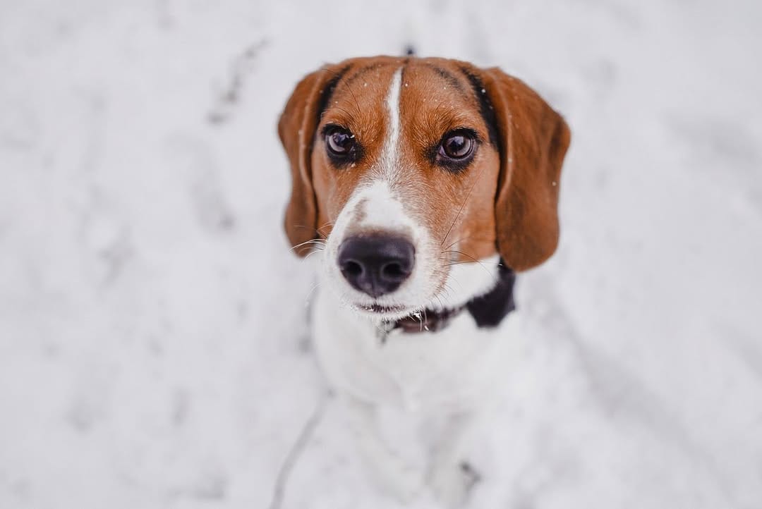 Post 8 by Mr Miyagi the beagle on Instagram (image)