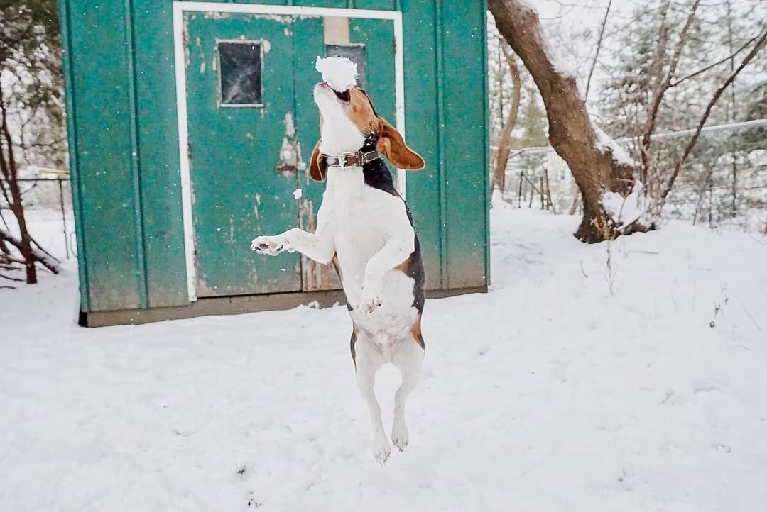 Post 7 by Mr Miyagi the beagle on Instagram (image)