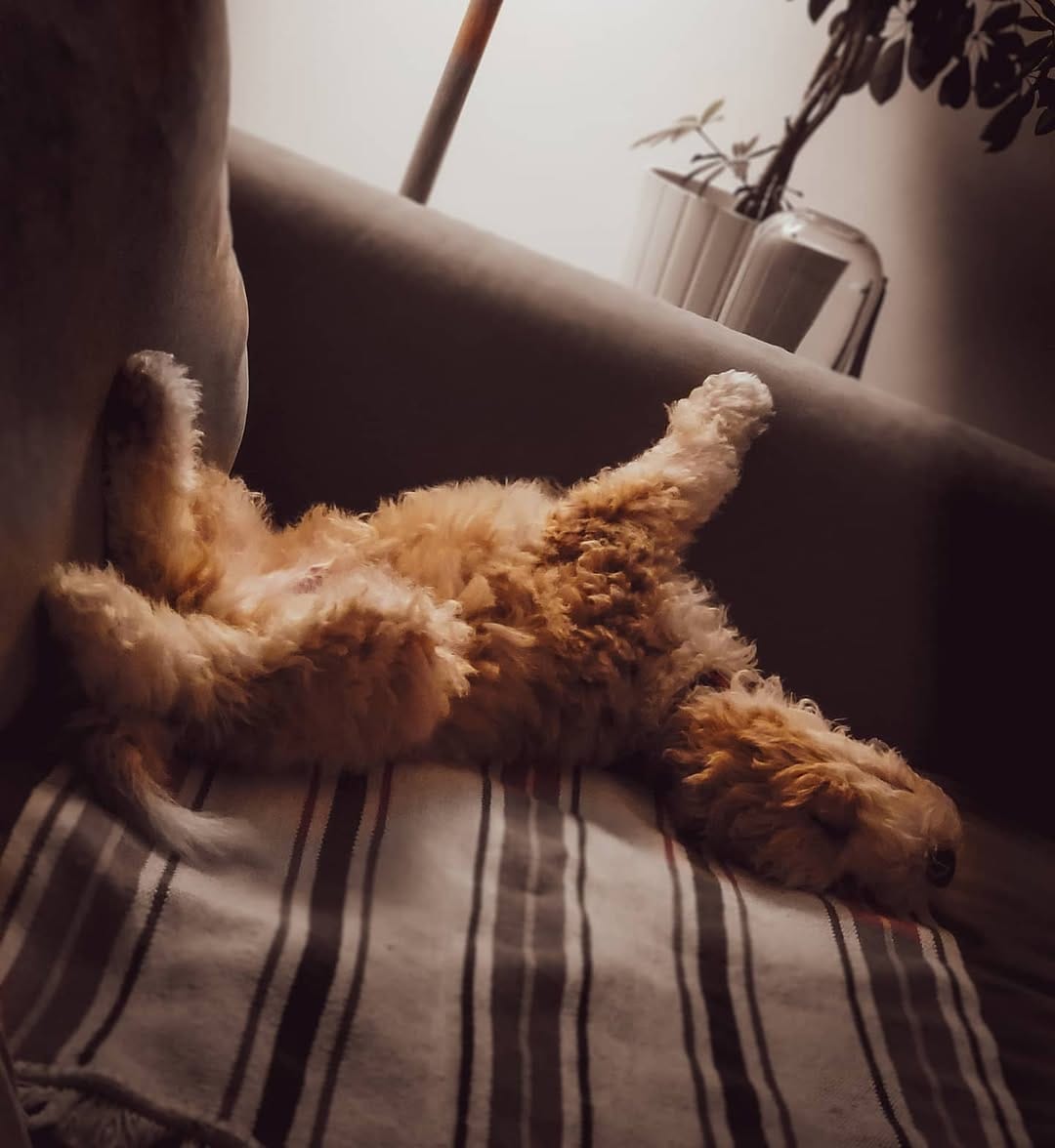 Post 9 by DR. HOLGA & Prof. Knut on Instagram (image)