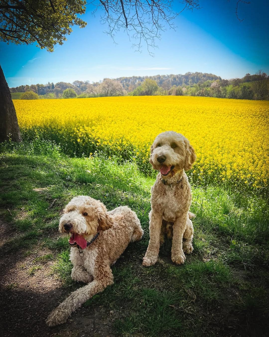 Post 3 by DR. HOLGA & Prof. Knut on Instagram (image)