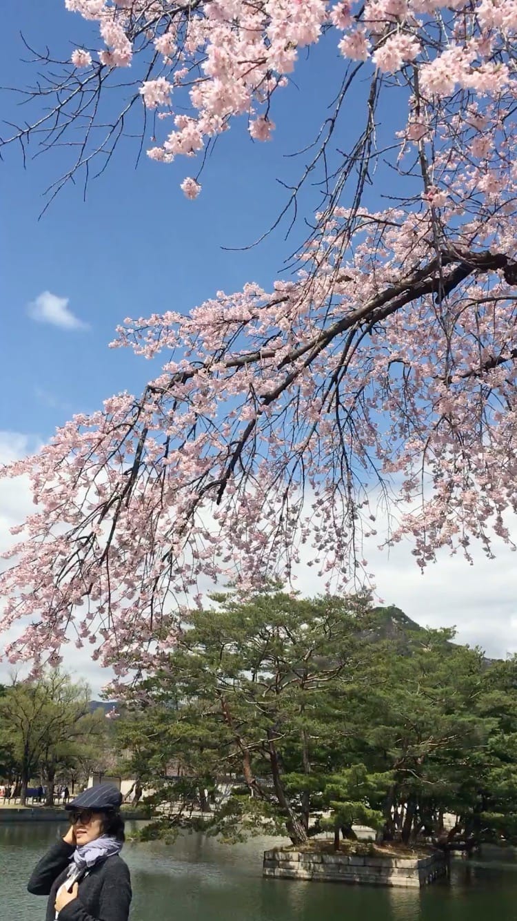 Post 10 by Seoul Wanderlust on Instagram (video)