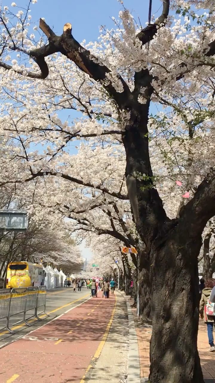 Post 8 by Seoul Wanderlust on Instagram (video)