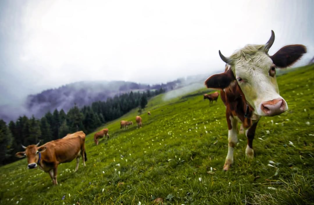 Post 7 by Necdet Bozali on Instagram (image)