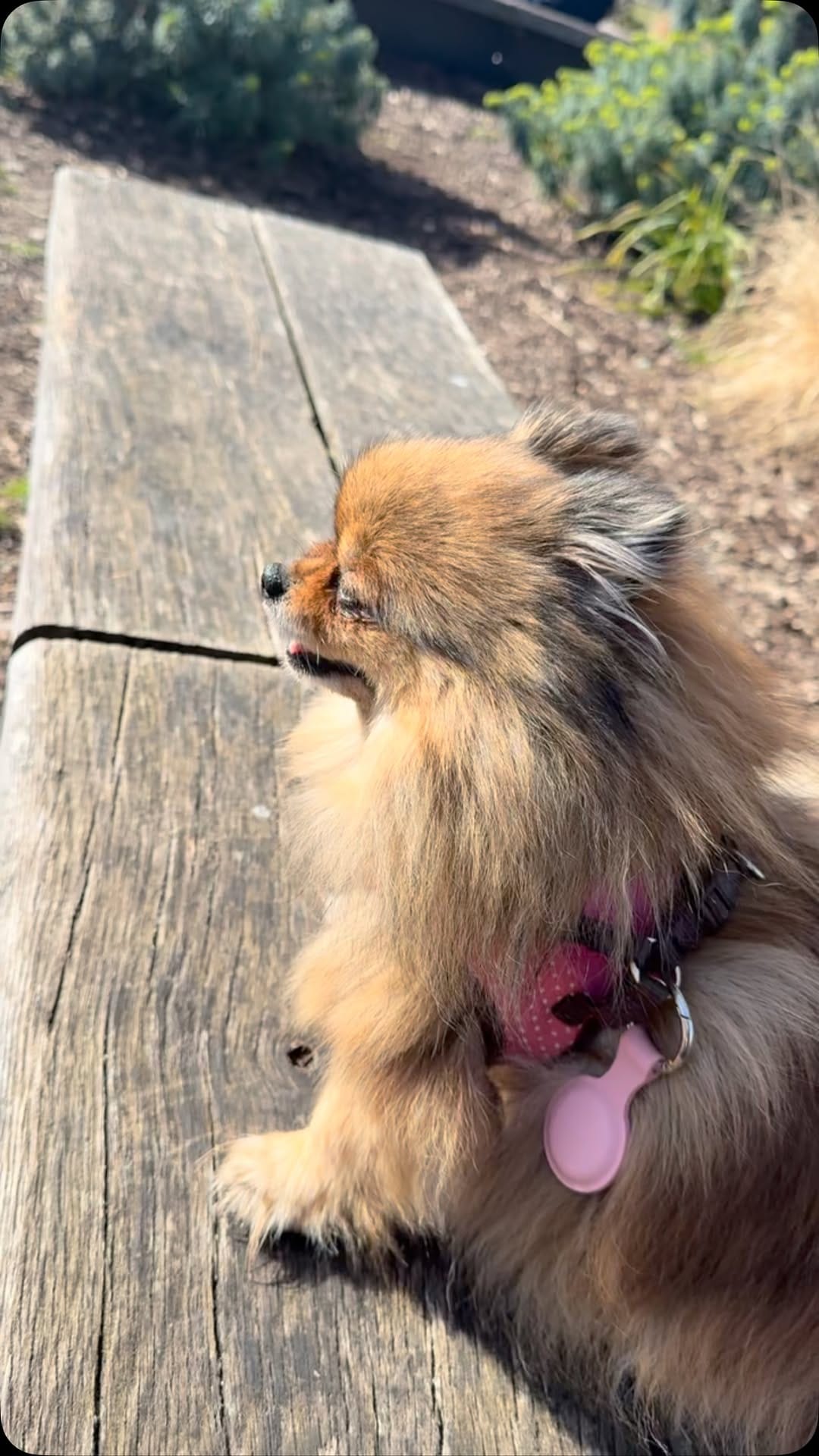 Post 7 by 💖Daisy💖 on Instagram (video)