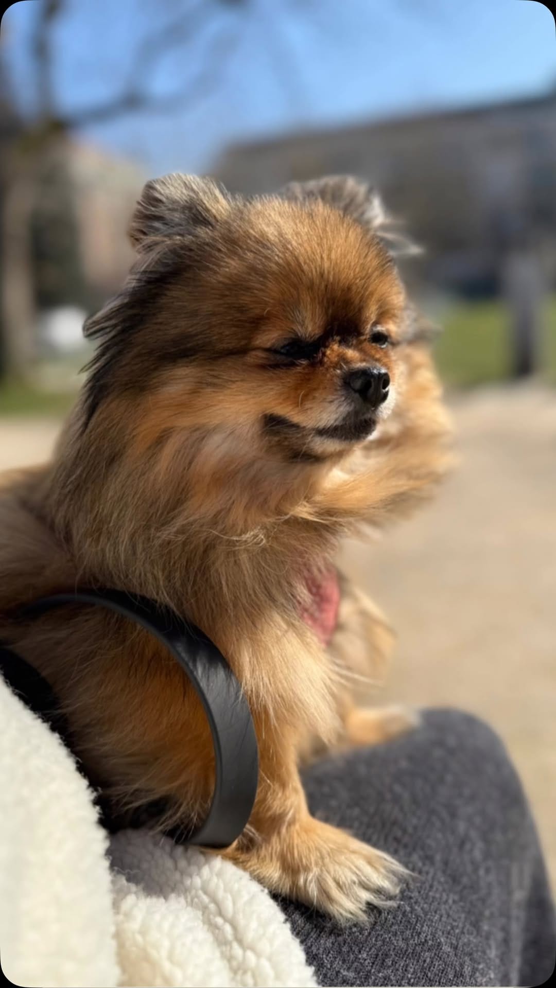 Post 6 by 💖Daisy💖 on Instagram (video)