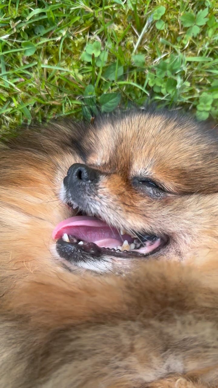 Post 3 by 💖Daisy💖 on Instagram (video)