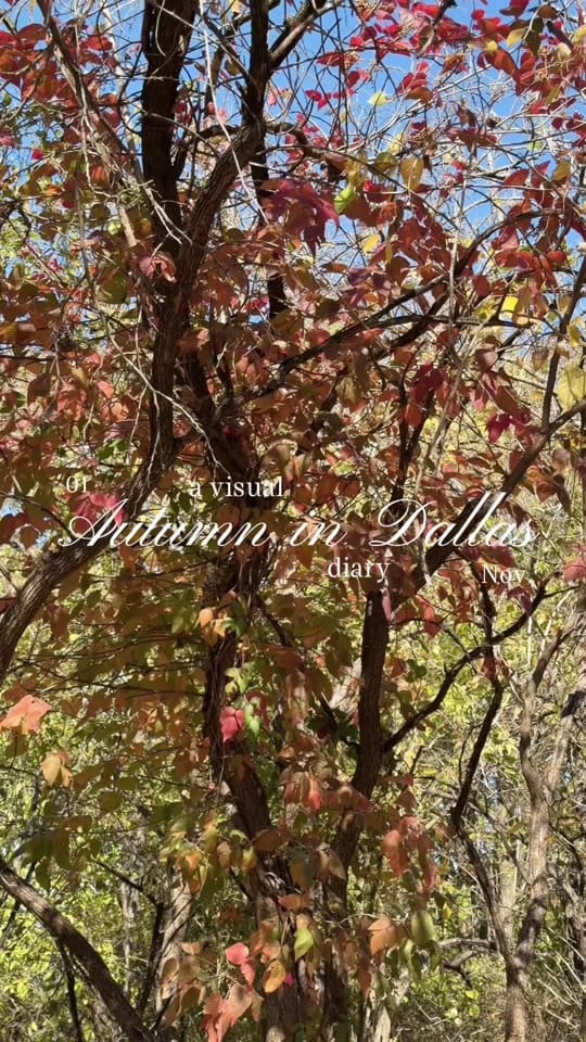 Post 7 by LOLA MACK | DALLAS CREATOR on TikTok (video)