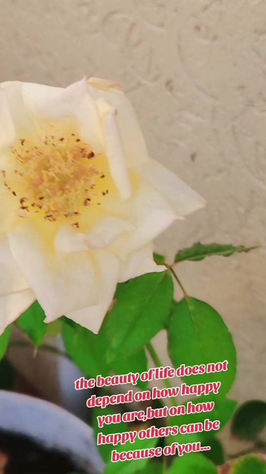 Post 10 by R&D Bollywood Clothing on TikTok (video)