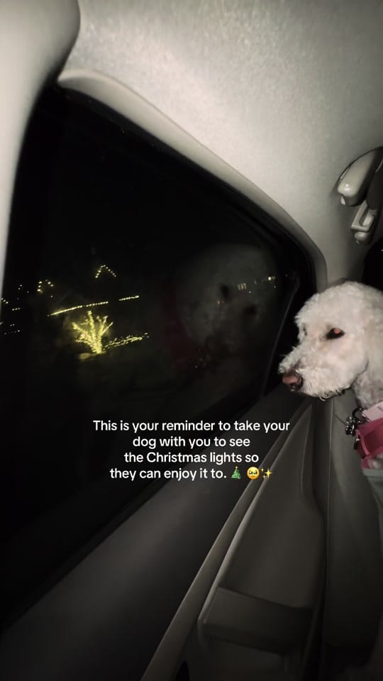 Post 3 by Rachel Moretti💋 Chicago Guide on TikTok (video)