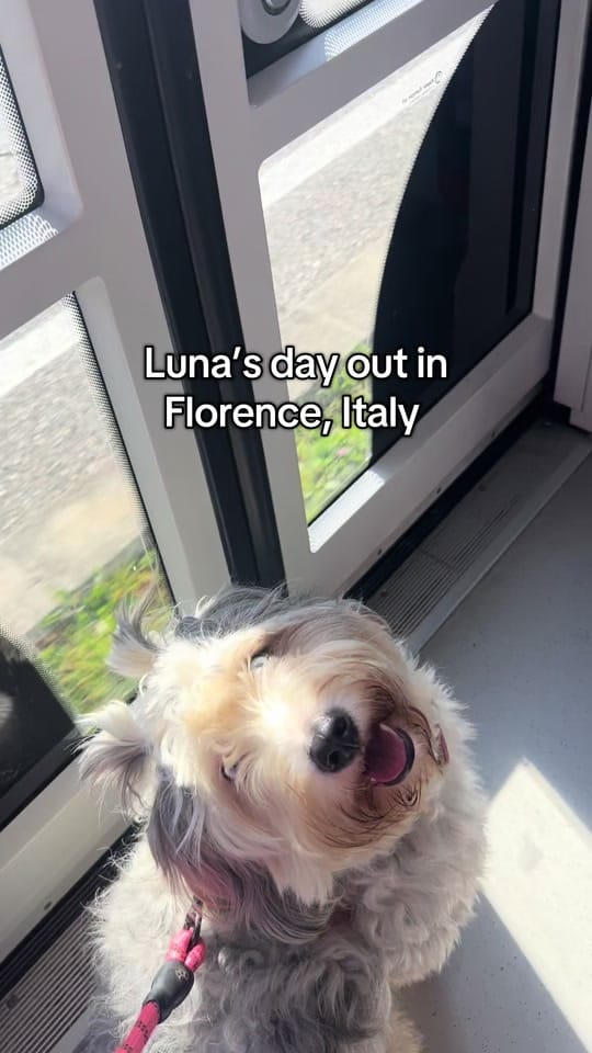 Post 4 by Under the Tuscan Fun 🇺🇸🇮🇹 on TikTok (video)